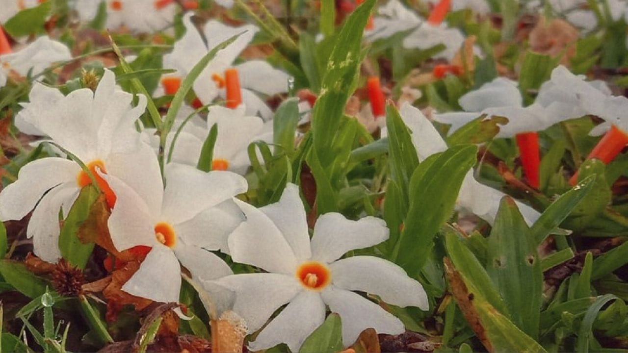 બાળકો અને કૌટુંબિક સુખ: ધાર્મિક માન્યતાઓ અનુસાર, પારિજાતનો છોડ પરિવારમાં પ્રેમ અને સુમેળ જાળવવામાં મદદ કરે છે. તેને રોપવાથી પરિવારના સભ્યોમાં સુમેળ અને સંવાદિતા વધે છે. વધુમાં, તેને ઘરમાં રોપવાથી બાળકોની ખુશી મળે છે.