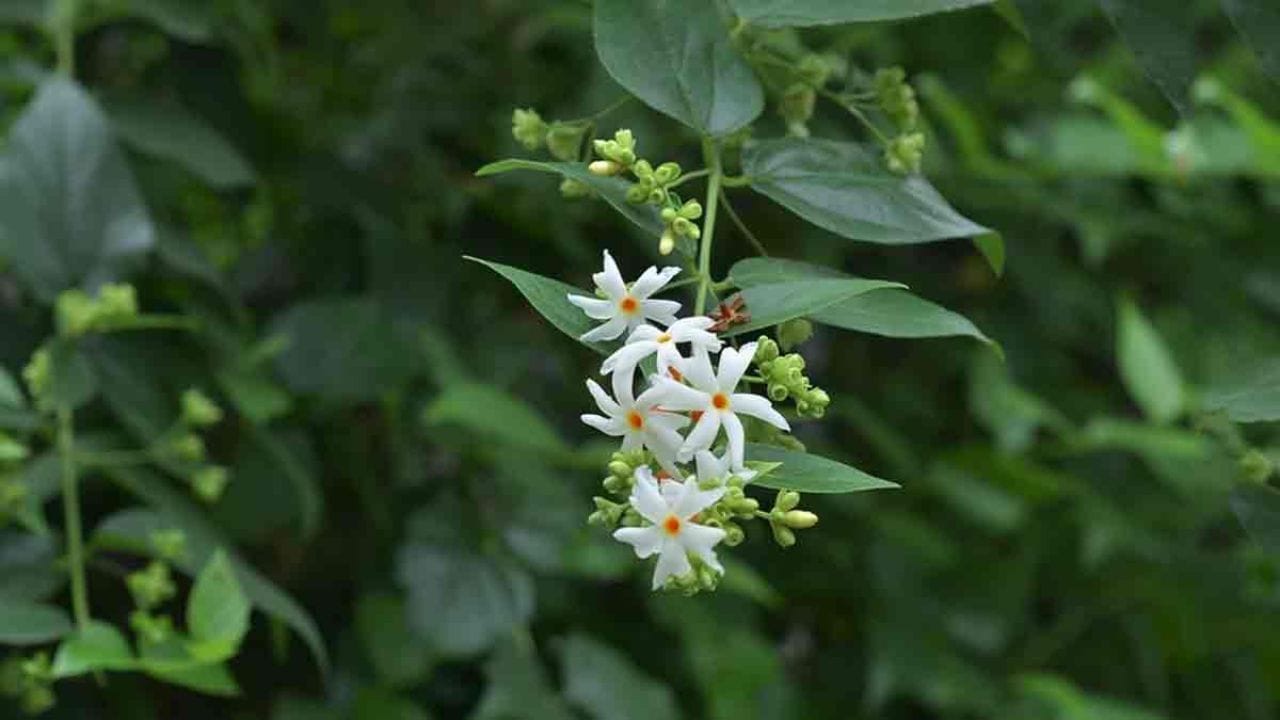 સોમવાર, શુક્રવાર અને ગુરુવારને પારિજાતનો છોડ લગાવવા માટે શુભ દિવસો માનવામાં આવે છે. સોમવાર ભગવાન શિવને, શુક્રવાર ધનની દેવી દેવી લક્ષ્મીને અને ગુરુવાર ભગવાન વિષ્ણુને સમર્પિત છે. આ દિવસોમાં પારિજાતનો છોડ લગાવવાથી ઘરમાં સકારાત્મક ઉર્જાનો પ્રવાહ વધે છે અને પરિવારના સભ્યોમાં સુમેળ જળવાઈ રહે છે.