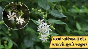 ઘરમાં પારિજાતનો છોડ લગાવવો શુભ કે અશુભ? જાણો વાસ્તુ શું કહે છે