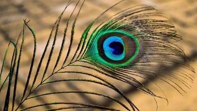 વાસ્તુ અને જ્યોતિષશાસ્ત્રમાં, મોરના પીંછા ભગવાન કૃષ્ણ અને ભગવાન કુબેરના પ્રિય માનવામાં આવે છે. મોરના પીંછામાં સકારાત્મક ઉર્જા અને સંપત્તિ આકર્ષવાની શક્તિ હોય છે. તમારા ઘરમાં યોગ્ય સ્થળોએ મોર પીંછા રાખવાથી આર્થિક મુશ્કેલીઓ દૂર થઈ શકે છે. ઘરમાં આ 5 જગ્યા કઈ હોવી જોઈએ તે જણાવવામાં આવ્યું છે જ્યાં મોર પીંછા રાખવાથી ભગવાન કુબેરના આશીર્વાદથી નાણાકીય સમસ્યાઓ દૂર થઈ શકે છે.