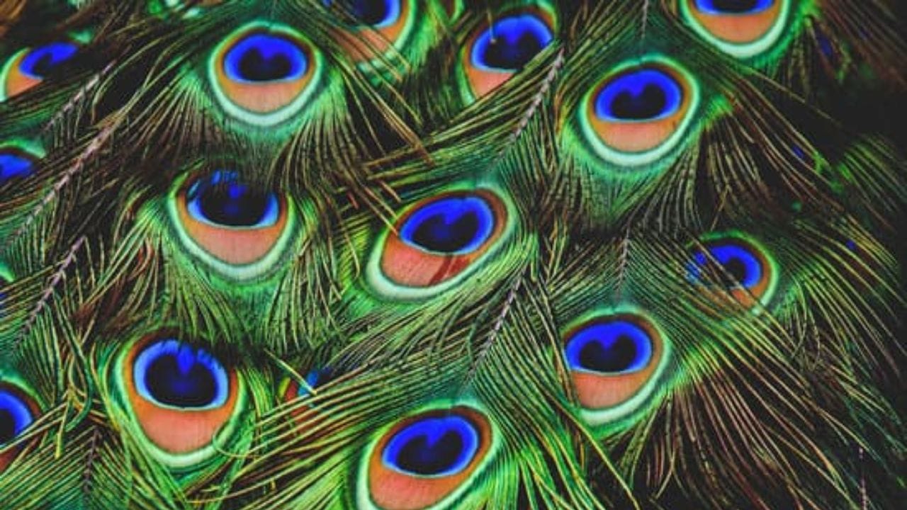 મોરના પીંછા મૂકવા માટેના મહત્વપૂર્ણ નિયમો: મોરના પીંછા હંમેશા વિષમ સંખ્યામાં રાખો, જેમ કે 3, 5, 7 અને 11. તૂટેલા કે ગંદા મોર પીંછા ક્યારેય ન રાખો. દર શુક્રવારે તેને સાફ કરો. તેને ક્યારેય જમીન પર ન મૂકો. મોર પીંછા ખરીદતી વખતે "ઓમ કુબેરાય નમઃ" નો જાપ કરો. આ નિયમો ભગવાન કુબેરના આશીર્વાદને બમણા કરે છે.