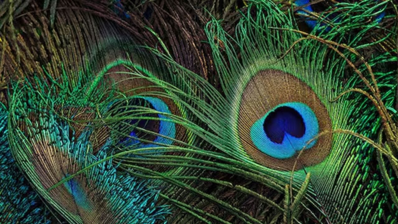 ઘરની ઉત્તર દિશા: ઉત્તર દિશા ભગવાન કુબેરની છે. દિવાલ પર અથવા આ દિશામાં ખૂણામાં અગિયાર મોર પીંછાનો ગુલદસ્તો મૂકો. આ ધનના સતત પ્રવાહને સુનિશ્ચિત કરે છે. આ વ્યવસાયમાં સમૃદ્ધિ, નોકરીમાં પ્રગતિ અને અણધાર્યા લાભ લાવે છે. ઉત્તર દિશામાં મોર પીંછા રાખવાથી ઘરમાં કાયમી સમૃદ્ધિ આવે છે.