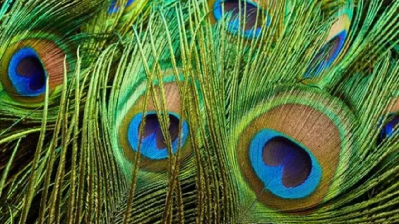 આર્થિક સંકટનો કાયમ માટે અંત લાવો: આ પાંચ સ્થળોએ મોર પીંછા મૂક્યાના થોડા દિવસોમાં તમને ફરક લાગશે. એવું માનવામાં આવે છે કે આમ કરવાથી પૈસા રહેવામાં, આવકમાં વધારો થવામાં અને ઘરમાં સમૃદ્ધિ આવવામાં મદદ મળશે. અસ્વીકરણ: અમે એવો દાવો કરતા નથી કે આ લેખમાં આપવામાં આવેલી માહિતી સંપૂર્ણપણે સાચી કે સચોટ છે. વિગતવાર અને વધુ માહિતી માટે, કૃપા કરીને સંબંધિત ક્ષેત્રના નિષ્ણાતની સલાહ લો.