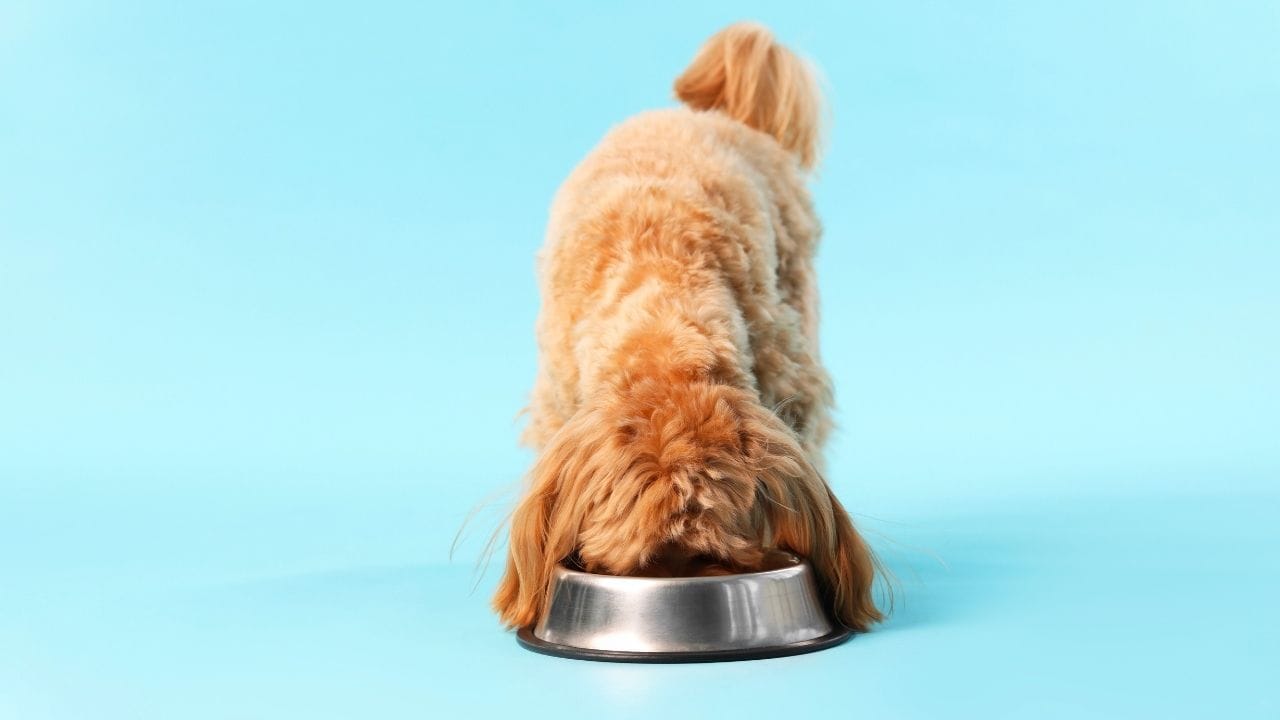 એલિયમ પરિવારની શાકભાજી શ્વાનો માટે અત્યંત ઝેરી માનવામાં આવે છે, કારણ કે તેમાં રહેલા તત્ત્વો શ્વાનના લાલ રક્તકણોને નુકસાન પહોંચાડી શકે છે. આ પરિવારની શાકભાજીમાં ડુંગળી, લસણ, ચાઇવ્સ અને શલોટ્સનો સમાવેશ થાય છે. આ શાકભાજી કાચી હોય કે રાંધેલી, બંને રીતે શ્વાનો માટે ખતરનાક છે.