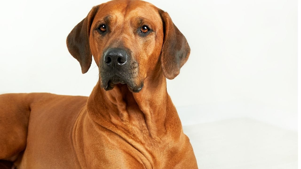 મશરૂમ્સ : જ્યારે કેટલાક મશરૂમ્સ માનવો માટે સલામત હોઈ શકે છે, ત્યારે શ્વાનો માટે કોઈપણ પ્રકારના મશરૂમ્સ ખતરનાક સાબિત થઈ શકે છે. કેટલાક મશરૂમ્સ શ્વાનમાં ઝાડા, ઉલટી અને પેટમાં દુખાવો જેવી સમસ્યાઓ ઊભી કરી શકે છે, જ્યારે કેટલાક પ્રકારના મશરૂમ્સ અત્યંત ઝેરી હોય છે અને જીવલેણ પણ બની શકે છે.