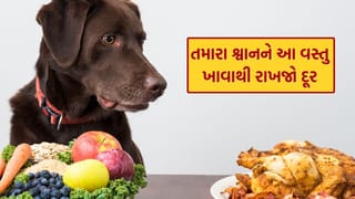 તમારા Pet Dog ને આ શાકભાજી ભૂલથી પણ ન ખવડાવતા, જાણો કારણ