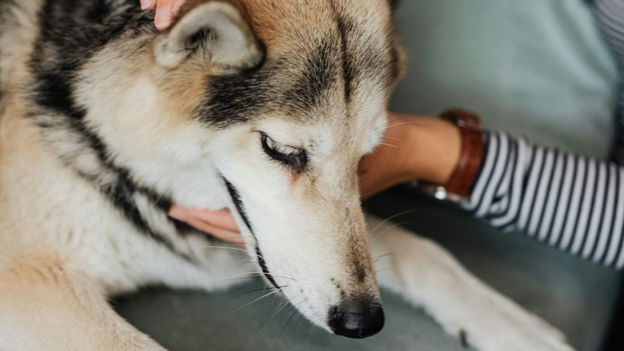 ખાસ કરીને જંગલી મશરૂમ્સ, જે બગીચા કે હાઇકિંગ ટ્રેઇલ પર મળી આવે છે, તે લીવર ફેલ્યોર, કિડની રોગ, સુસ્તી, ઝટકા અને મૃત્યુનું કારણ બની શકે છે. કારણ કે ઘણી ઝેરી અને બિનઝેરી પ્રજાતિઓ દેખાવમાં સમાન લાગે છે, સલામતીના દૃષ્ટિકોણથી શ્વાનને મશરૂમ્સ સંપૂર્ણપણે ન આપવાની ભલામણ કરવામાં આવે છે.