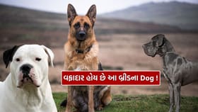 શક્તિશાળી Dog ની આ બ્રીડ વિશે તમે જાણો છો?