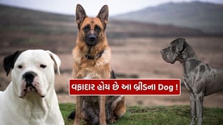 ખતરનાક પણ વફાદાર, શક્તિશાળી Dog ના લિસ્ટમાં આવતી આ બ્રીડ વિશે તમે જાણો છો?