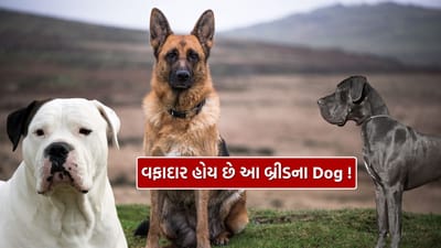 દુનિયાની કેટલીક Dogની જાતિઓ અત્યંત શક્તિશાળી અને ખતરનાક ગણાય છે, પરંતુ યોગ્ય તાલીમ અને સંભાળ સાથે તેઓ એટલાં જ વફાદાર અને રક્ષક સાબિત થાય છે. પિટ બુલ, રોટવીલર, જર્મન શેફર્ડ, ડોબરમેન, અમેરિકન બુલડોગ, ગ્રેટ ડેન, બોક્સર, સાઇબેરીયન હસ્કી અને બુલમાસ્ટિફ જેવી જાતિઓને સમજદારીપૂર્વક ઉછેરવામાં આવે તો તે પરિવાર માટે વિશ્વાસપાત્ર સાથી બની શકે છે.