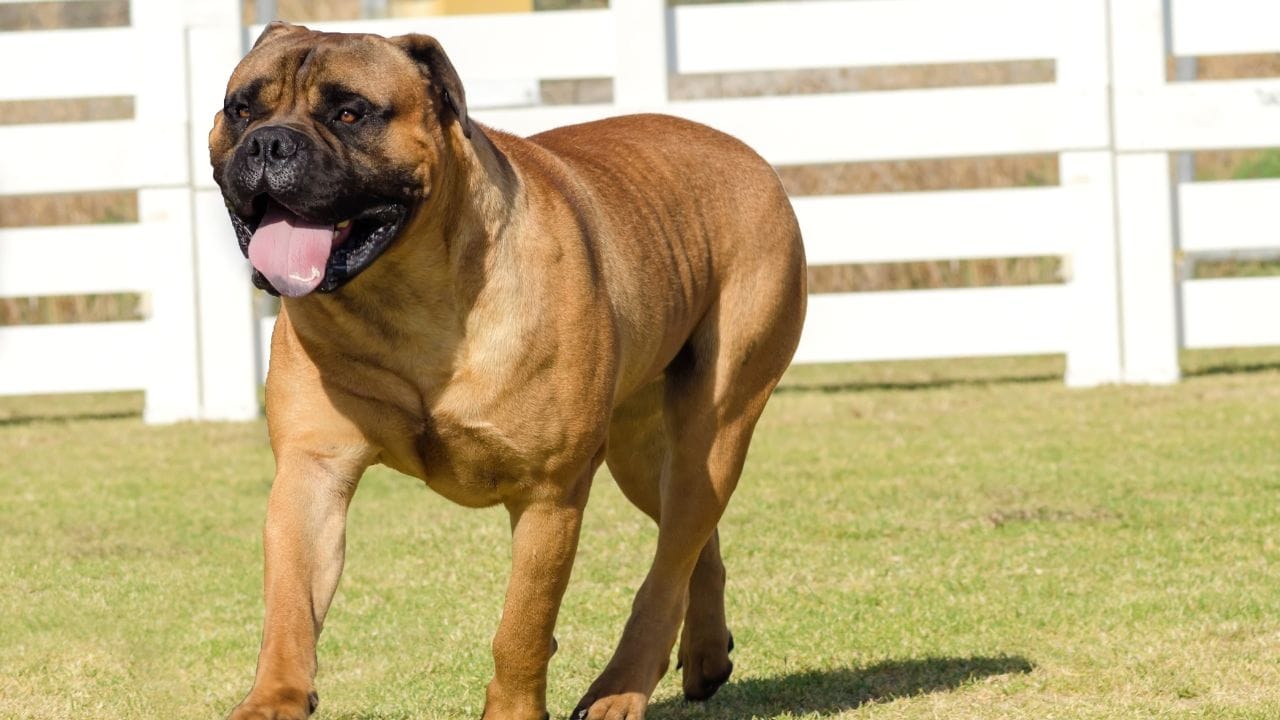 બુલમાસ્ટિફ (Bullmastiff) : બુલમાસ્ટિફ ખૂબ જ નિર્ભય, મજબૂત અને પરિવાર પ્રત્યે અત્યંત વફાદાર છે. તેને બાળપણથી જ સોસિયલાઈઝેશન અને તાલીમ આપવામાં આવે તો તે ઘરની સુરક્ષા માટે સૌથી વિશ્વસનીય કૂતરો બને છે. અજાણ્યાઓથી સાવધ રહેતો બુલમાસ્ટિફ ઉત્તમ ગાર્ડ ડોગ તરીકે ઓળખાય છે.