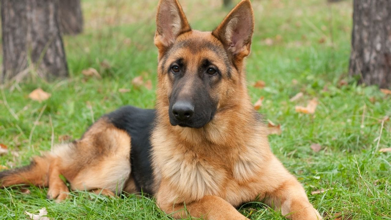 જર્મન શેફર્ડ (German Shepherd) : જર્મન શેફર્ડ ઝડપી, બુદ્ધિશાળી અને અત્યંત વફાદાર તરીકે ઓળખાય છે. તેનો ઉપયોગ પોલીસ, સુરક્ષા અને સર્ચ ઑપરેશન્સમાં થાય છે. 30 થી 40 કિલો વજન ધરાવતો આ કૂતરો અજાણ્યાઓથી સાવચેત રહે છે, પરંતુ યોગ્ય તાલીમ સાથે પરિવાર માટે ઉત્તમ સાથી બને છે.