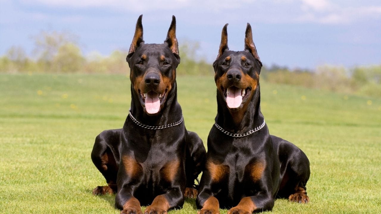 ડોબરમેન (Doberman Pinscher) : ડોબરમેન પિન્સર મુખ્યત્વે રક્ષણ માટે રાખવામાં આવે છે. તેનું શરીર સીધું, મજબૂત અને ઝડપથી ક્રિયા કરવા સક્ષમ છે. અજાણ્યા લોકો સામે નિર્ભય રહેતો ડોબરમેન, જો બાળપણથી યોગ્ય તાલીમ આપવામાં આવે તો પરિવારનો વફાદાર રક્ષક બને છે.