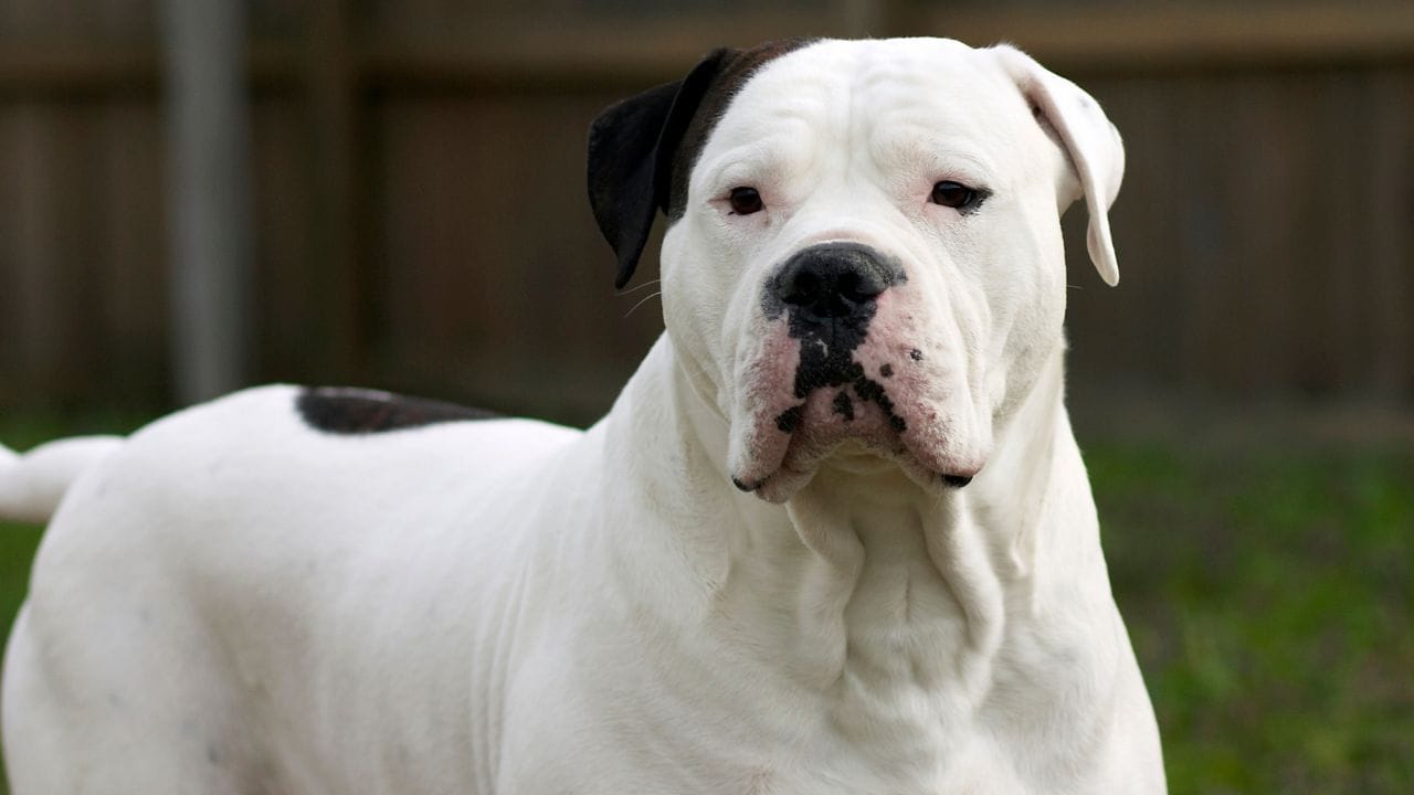 અમેરિકન બુલડોગ (American Bulldog) : અમેરિકન બુલડોગ ખૂબ શક્તિશાળી અને દબદબાવાળો કૂતરો છે. તેની આક્રમક છબીના કારણે લોકો ઘણી વખત ડરી જાય છે. પરંતુ યોગ્ય તાલીમ, વ્યાયામ અને સંભાળ સાથે તે પરિવાર માટે વિશ્વાસપાત્ર અને પ્રેમાળ સાથી બની શકે છે.