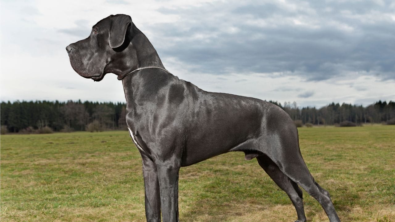 ગ્રેટ ડેન (Great Dane) : ગ્રેટ ડેનને ‘Gentle Giant’ પણ કહેવામાં આવે છે, પરંતુ યોગ્ય તાલીમ ન આપવામાં આવે તો તે આક્રમક બની શકે છે. તેનું વજન 90 કિલો સુધી પહોંચી શકે છે. મોટા કદ અને શક્તિના કારણે તેને સતત કાળજી, તાલીમ અને નિયંત્રણની જરૂર હોય છે.