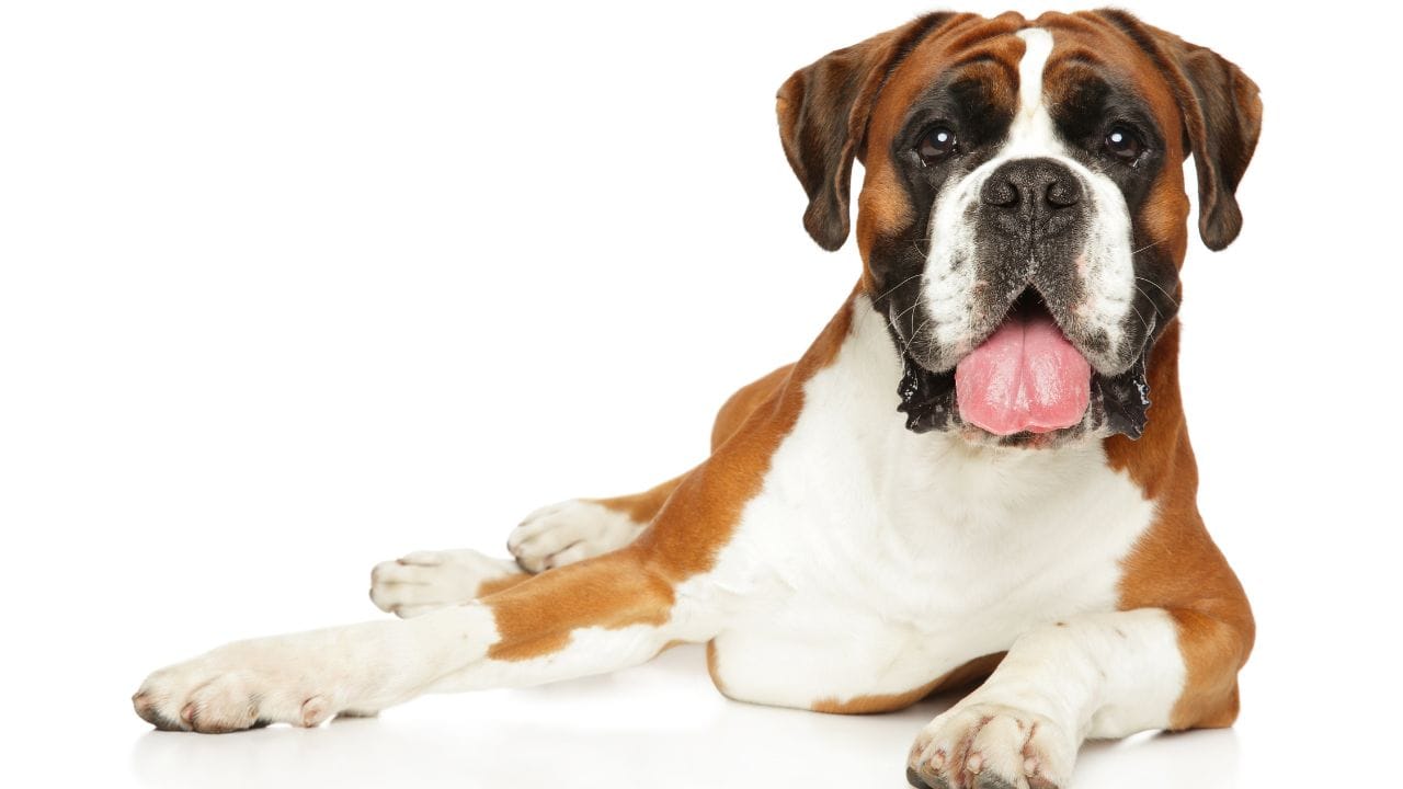 બોક્સર (Boxer) : બોક્સર પાસે મજબૂત જડબાં અને શક્તિશાળી શરીર હોય છે. તે ઝડપથી પ્રતિક્રિયા આપતા હોવાથી, યોગ્ય માર્ગદર્શન વિના આક્રમક થઈ શકે છે. નિયમિત વ્યાયામ અને તાલીમ સાથે બોક્સર ખૂબ જ રમૂજી અને વફાદાર સાથી બની શકે છે.