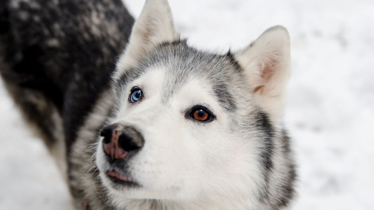 સાઇબેરીયન હસ્કી (Siberian Husky) : સાઇબેરીયન હસ્કી દેખાવમાં વરુ જેવો લાગે છે અને સ્વભાવથી શિકારી હોય છે. ઊર્જાશીલ હસ્કીને સતત વ્યાયામ અને તાલીમની જરૂર હોય છે. જો યોગ્ય રીતે ઉછેરવામાં આવે તો તે પરિવાર સાથે ખૂબ પ્રેમાળ અને રમૂજી રહે છે.