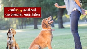 તમારા પાલતુ Dog ને આ 5 આદતો શીખવો, હંમેશા રહેશે તમારા કંટ્રોલમાં