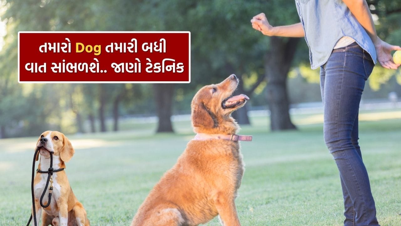 Pet Dog Training Tips પાલતુ શ્વાનને ઘરે લાવવું એ પૂરતું નથી, તેમને યોગ્ય તાલીમ આપવી એટલું જ અગત્યનું છે. જો તમે ઇચ્છો છો કે તમારો શ્વાન ઘર બહાર અને અંદર હંમેશા શાંત, શિસ્તબદ્ધ અને સૌને અનુકૂળ વર્તન કરે, તો તેને કેટલીક ખાસ આદતો શીખવવી જરૂરી છે. શ્વાન આપણા પરિવારના એક મહત્વપૂર્ણ ભાગ બની જાય છે, પરંતુ ક્યારેક તેમનું વધુ પડતું ભસવું, વસ્તુઓ ફેંકવી કે લોકોને પર કૂદવું જેવી હરકતો માલિકોને પરેશાન કરી શકે છે. આવું ન બને તે માટે શરૂઆતથી જ યોગ્ય તાલીમ જરૂરી છે.