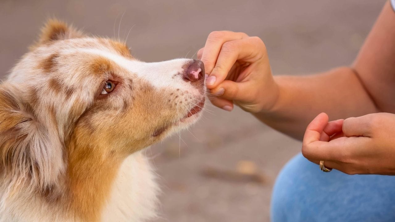 ખોરાક માટે ધીરજ રાખતા શીખવો : જો શ્વાનની દરેક માંગ તરત પૂર્ણ કરશો, તો તે જિદ્દી બનશે. તેથી તેમને ધીરજ રાખવાનું શીખવો. ખોરાક આપતા પહેલા થોડા સેકન્ડ સુધી રાહ જોવાનું કહો. વારંવાર આવું કરતાં તેઓ ધીમે-ધીમે ધીરજવંત અને શાંત બનવા લાગશે.
