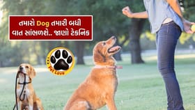 તમારા પાલતુ Dog ને આ 5 આદતો શીખવો, હંમેશા રહેશે તમારા કંટ્રોલમાં