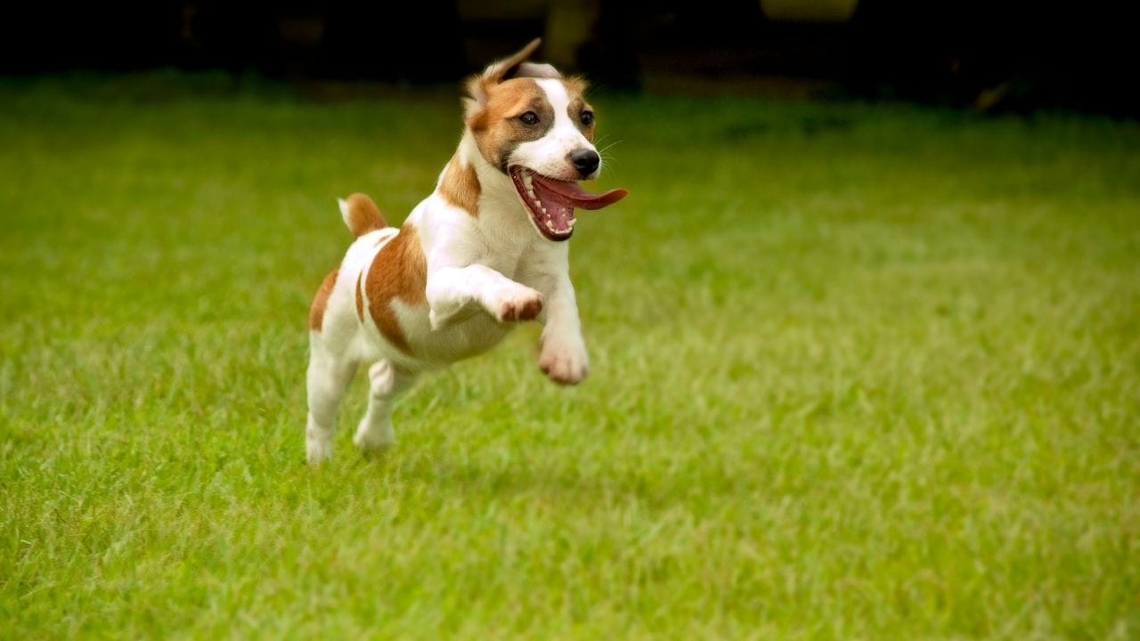 Pet Care Tips Winter Dog Diet Boost Immunity and Energy (2)