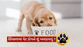 શિયાળામાં તમારા Dog ને ખોરાક સાથે શું આપવું ?