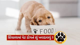 Dog Diet : શિયાળામાં તમારા Dog ને ખોરાક સાથે શું આપવું ? જાણી લો બીમાર નહીં પડે, આખો દિવસ રહેશે એક્ટિવ