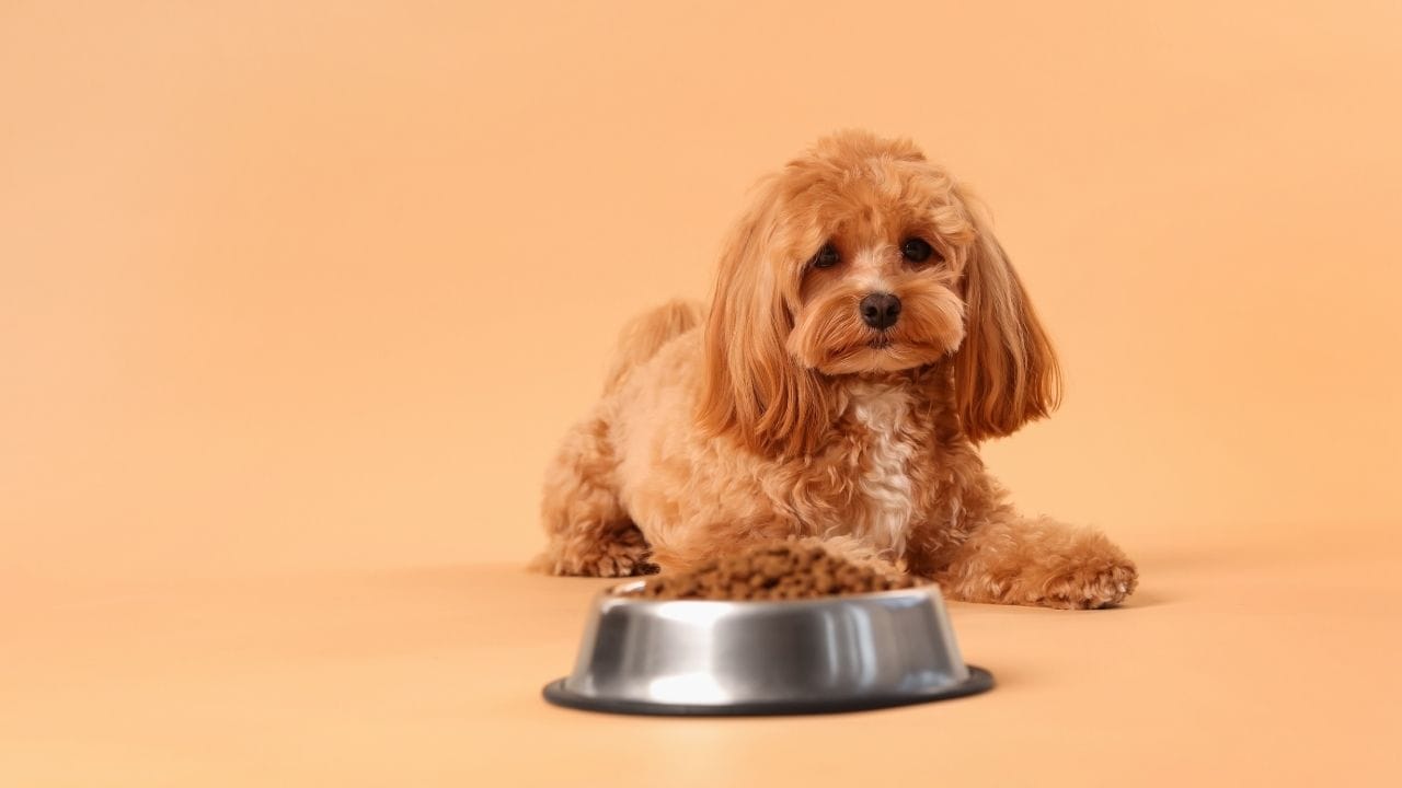 Pet Care Tips Winter Dog Diet Boost Immunity and Energy (4)