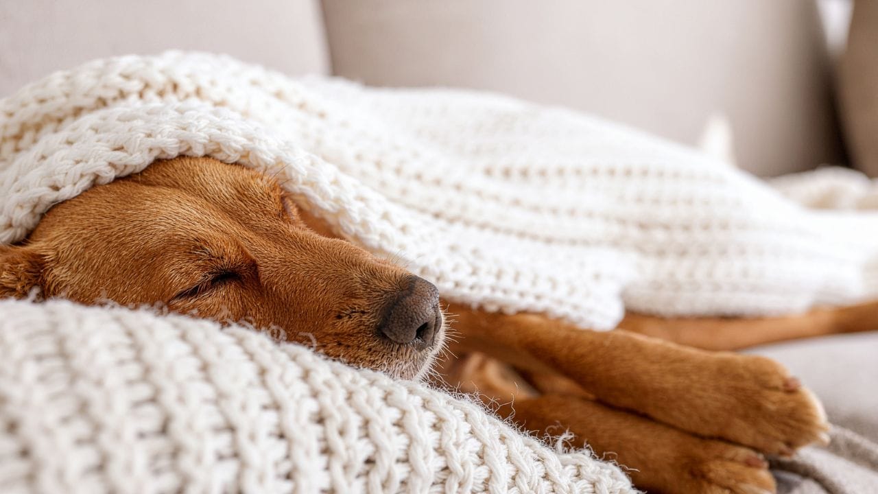 તમારા શ્વાન માટે આરામદાયક પલંગ શાંત અને સલામત જગ્યાએ મૂકો. રૂમમાં સારી હવાની અવરજવર હોવી જોઈએ અને ગરમીથી બચાવવા માટે પંખો ચાલતો હોવો જરૂરી છે. કેટલાક શ્વાનોને નરમ અવાજ ગમતો હોય છે, તેથી ઓછી અવાજે ટીવી અથવા નરમ સંગીત ચાલુ રાખી શકાય છે.