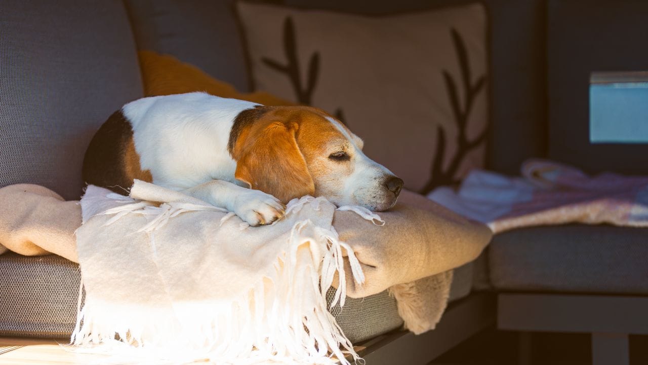 ઘરની બહાર નીકળતી વખતે ખાતરી કરો કે બાલ્કની, રસોડું અને બાથરૂમ બંધ છે. કોઈપણ ઇલેક્ટ્રિકલ વાયર, ઝેરી પદાર્થો અથવા ખતરનાક વસ્તુઓ શ્વાનની પહોંચમાં ન હોવી જોઈએ. શક્ય હોય તો, કોઈ પાડોશી અથવા સંબંધીને સમયાંતરે આવીને શ્વાનની તપાસ કરવા વિનંતી કરો.