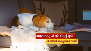 ઘરે તમારા Pet Dog ને એકલું મૂકવાના છો, તો જાણી લો કેવી તૈયારી કરવી જરૂરી