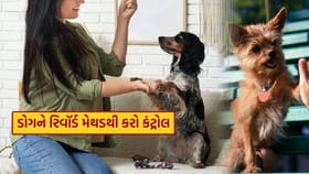તમારી બધી વાત માનશે તમારો Pet Dog, આ મેથડ અપનાવો