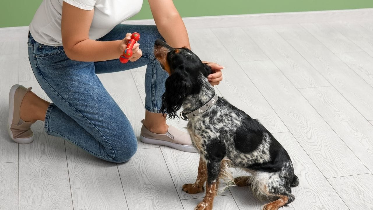 માનસિક એક્ટિવનેસ આપવાનો શ્રેષ્ઠ માર્ગ એવોર્ડ મેથડ ટ્રેનિંગ છે. આ તાલીમમાં શ્વાનને sit, stay અને Come જેવા ઓર્ડર શીખવવા જોઈએ. આ શીખવાનું તેમના માટે એન્ટરટેનમેન્ટ જેવુ છે અને શ્વાનને તમારા ઓર્ડર વધુ સારી રીતે સમજવામાં મદદ કરે છે.