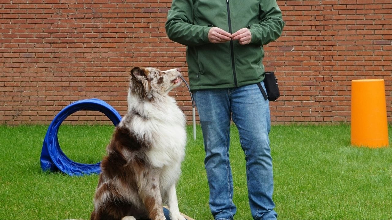 શ્વાન માટે દિવસમાં બે વાર 10 થી 20 મિનિટની તાલીમ સામાન્ય રીતે પૂરતી હોય છે. હંમેશા દરેક સેશનને પોઝિટિવ ટર્મ પર સમાપ્ત કરવા જોઈએ. ઓર્ડર પૂર્ણ કરવા બદલ ડોગને નાનો રિવૉર્ડ, પ્રશંસા અથવા પ્રેમ આપો. એવો પુરસ્કાર પસંદ કરો જે તમારા શ્વાનને સૌથી વધુ આનંદ આપે.