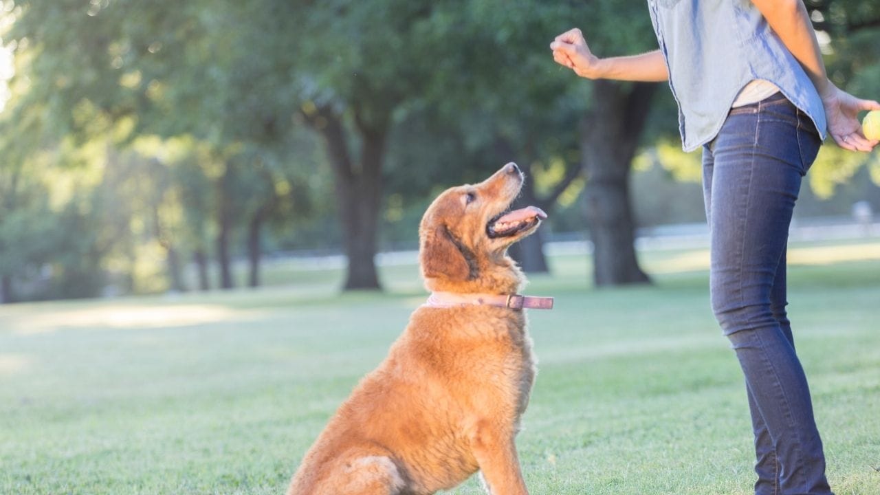 મોટાભાગના શ્વાનને તાલીમ દરમિયાન તમારું એટ્રેકશન ગમે છે. આ સેશન તમારા અને તમારા શ્વાન વચ્ચેના બંધનને મજબૂત બનાવે છે. જ્યારે તમે પ્રેમ અને ધીરજથી તાલીમ આપો છો, ત્યારે શ્વાન આપમેળે શીખવામાં રસ બતાવશે.