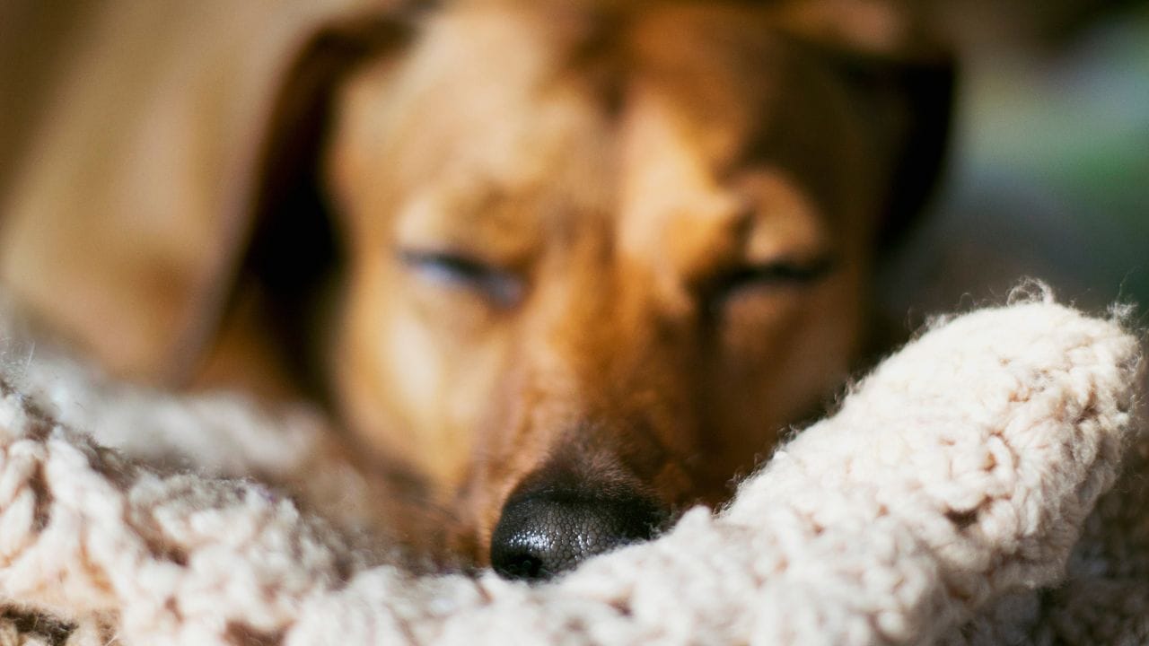 ચાંચડ કાળા-ભૂરા રંગના, ખૂબ જ નાના અને અત્યંત ઝડપી કૂદકા મારતા જીવજંતુઓ હોય છે. તેઓ ટિક્સ કરતા નાના હોય છે પરંતુ બહુ ઝડપથી ફેલાય છે. શ્વાનના શરીર પર ચાંચડ છે કે નહીં તે જાણવા માટે, ભીના ટિશ્યૂ પેપર વડે તપાસી શકાય છે. જો તેમાં લાલ ડાઘ પડે, તો ચાંચડની હાજરી હોવાની શક્યતા રહે છે.