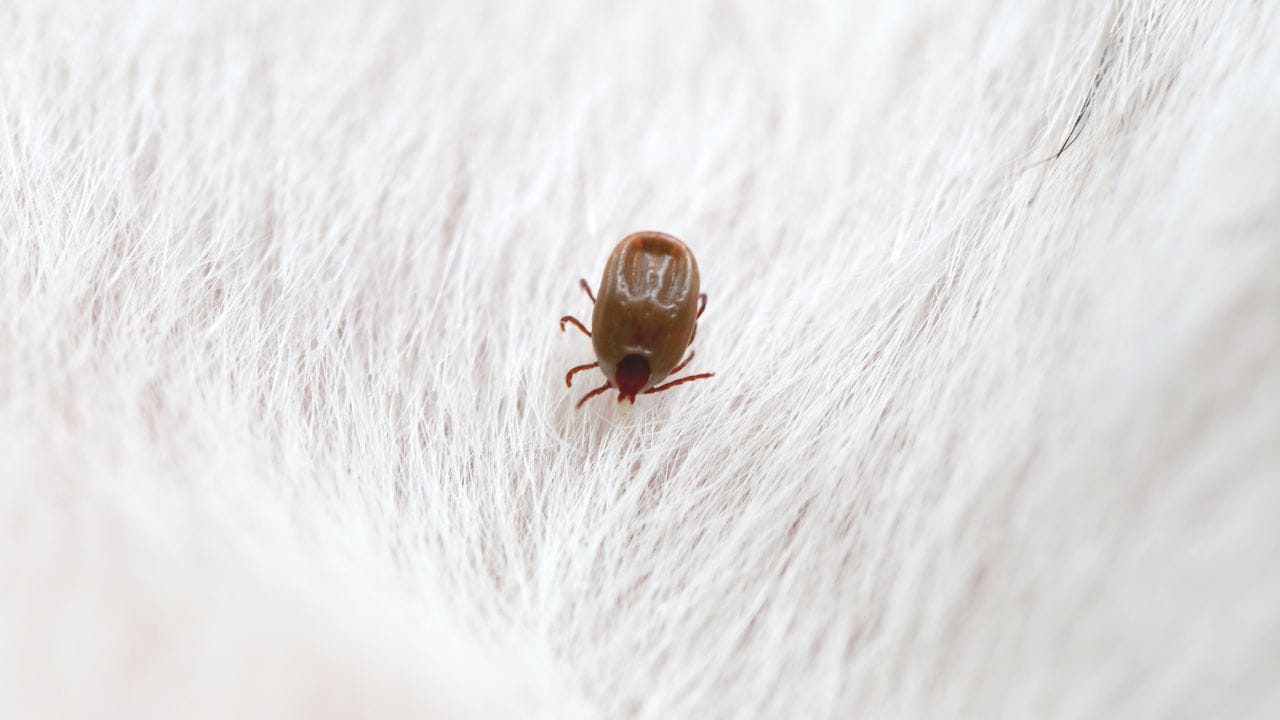 ચાંચડ પણ અનેક પ્રકારના પરોપજીવી હોય છે. જો કે તેઓ ટિક્સ જેટલા ઘાતક નથી, પરંતુ તેમ છતાં ટેપવોર્મ્સ અને ટાઇફસ જેવા રોગો ફેલાવી શકે છે. લાંબા સમય સુધી ચાંચડ રહે તો શ્વાનની ત્વચા ખરાબ થઈ શકે છે અને વાળ પણ ઊતરવા લાગે છે.