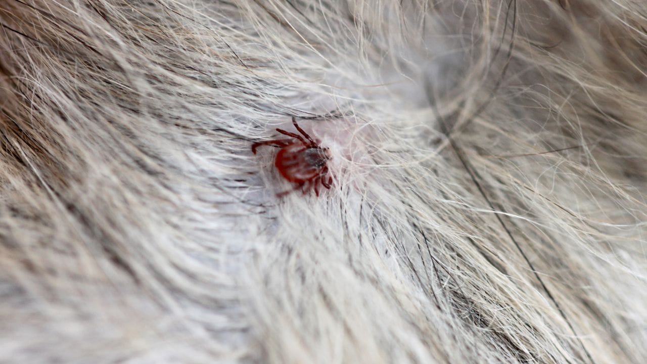 ટિક્સ અને ચાંચડ બંને એક સાથે અનેક ઇંડા મૂકે છે. આ કારણે તેમનો ઉપદ્રવ ખૂબ જ ઝડપથી વધે છે અને થોડા જ સમયમાં બેકાબૂ બની શકે છે. તેથી, શ્વાનમાં ટિક્સ કે ચાંચડ દેખાય તે સાથે જ તાત્કાલિક સારવાર કરવી અત્યંત જરૂરી છે. ઉપદ્રવના પ્રારંભિક તબક્કામાં તેને ઓળખવું સહેલું ન હોઈ શકે. તેથી આખા વર્ષ દરમિયાન નીચે દર્શાવેલા ચિહ્નો પર ધ્યાન આપવું જોઈએ. શ્વાનના માથા અને કાનની આસપાસ સતત અને અતિશય ખંજવાળ થવી એ મુખ્ય લક્ષણ છે.