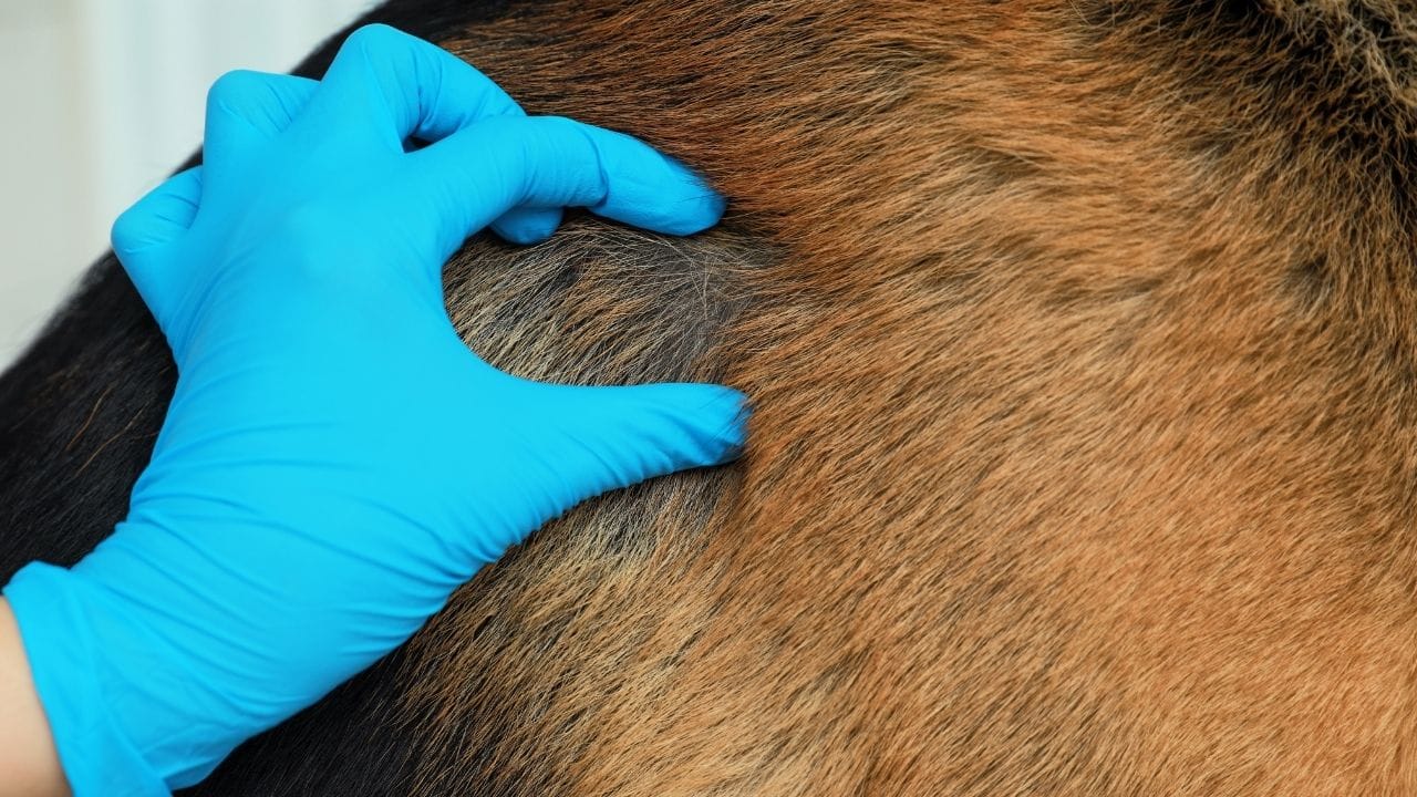 શ્વાનની ત્વચા પર લાલ ફોલ્લીઓ કે ચામડી પર ટિક્સ અથવા ચાંચડના કરડવાના નિશાન દેખાઈ શકે છે. શ્વાનના વાળમાં કાળા-ભૂરા પાવડર જેવો પદાર્થ દેખાય તો તે ચાંચડની ગંદકી હોઈ શકે છે. આ ઉપરાંત, ઘરમાં ક્યાંય પણ એકપણ ટિક્સ દેખાવું એ પણ ઉપદ્રવનું સ્પષ્ટ સંકેત છે. કેટલાક શ્વાનને ટિક્સના કરડવાથી એલર્જી થાય છે, જેના કારણે ત્વચા પર ફોલ્લીઓ, ફૂસકા અથવા ચામડીમાં સોજો પણ થઈ શકે છે. 