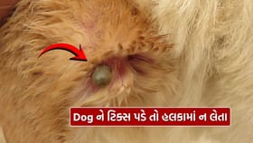 Pet Dog ના શરીર પરની ટિક્સ કેવી રીતે દૂર કરવા ?