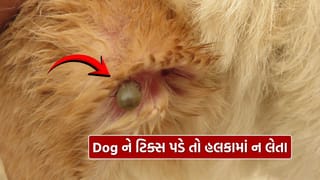 તમારા Pet Dog ના શરીર પર દેખાતા ટિક્સ કેવી રીતે દૂર કરવા ? જાણી લો