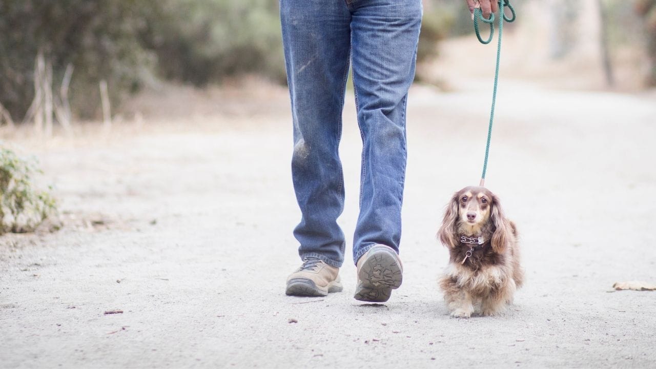 જો કે, તમને કદાચ ખ્યાલ નહીં હોય કે તમારા શ્વાનને ચાલવાથી પણ મહત્વપૂર્ણ સ્વાસ્થ્ય લાભ મળે છે. નિયમિત વોકિંગથી તમારા શ્વાનને વધુ સારી સામાજિક વર્તણૂક શીખવામાં મદદ મળી શકે છે.