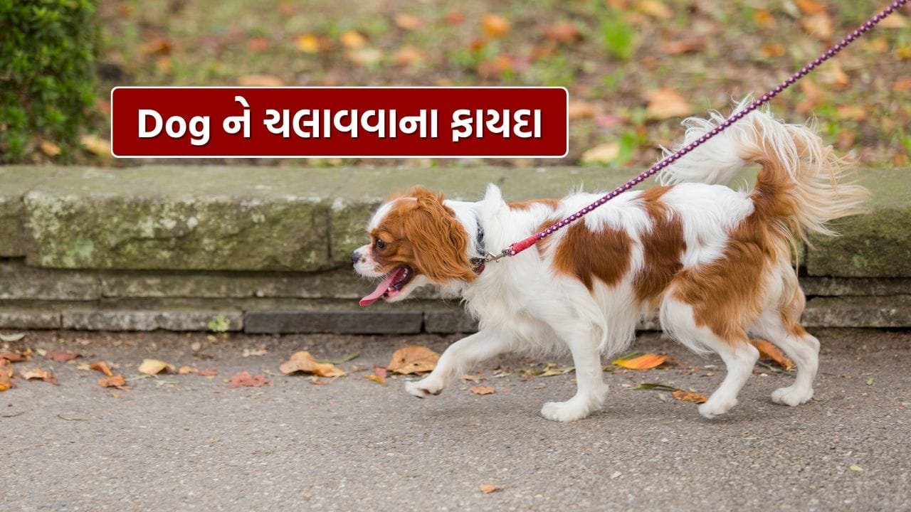 Pet Dog Care Walking Daily Benefits Boost Your Pet's Health (2)