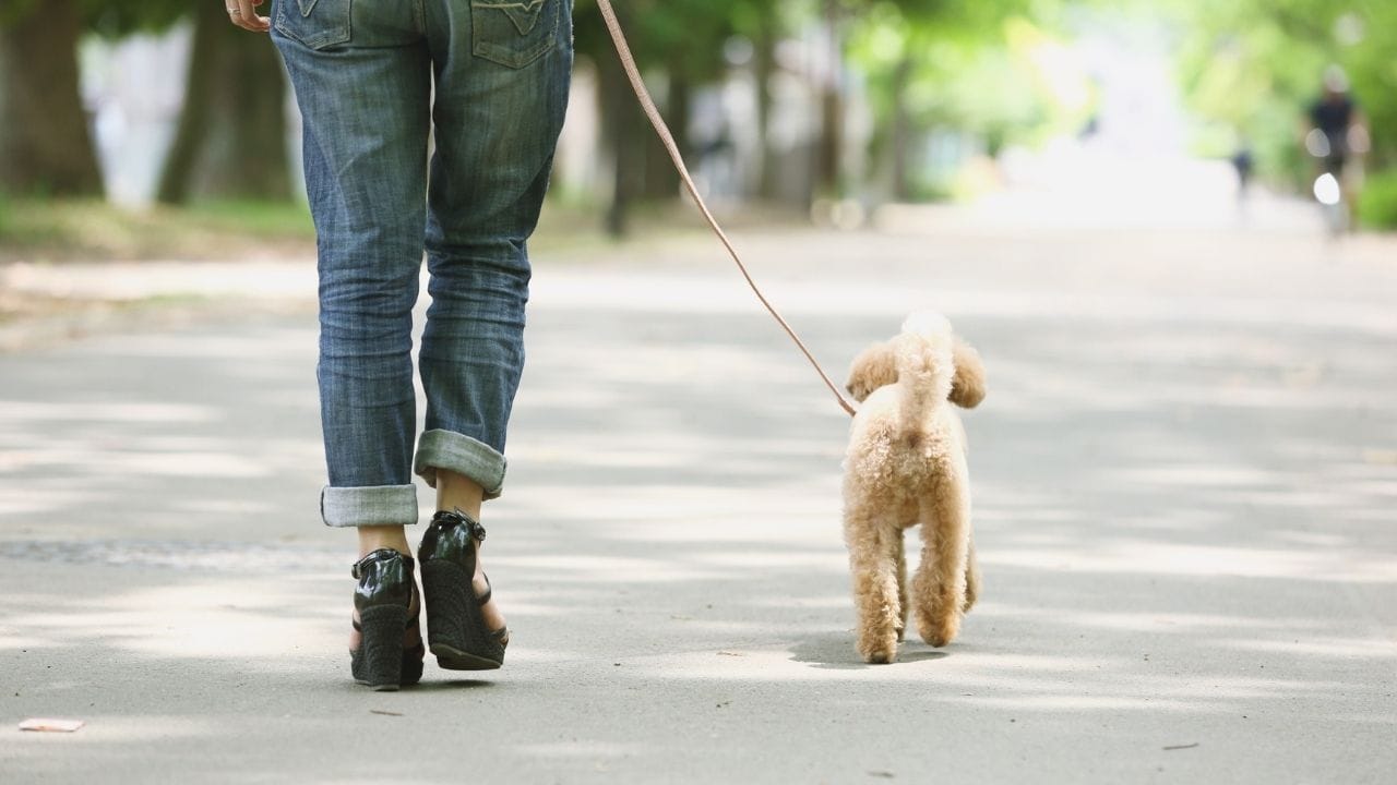 માણસોની જેમ, નિયમિત વોકિંગ તમારા શ્વાનના પાચનતંત્રને નિયમિત રાખવામાં મદદ કરે છે. બીજા શબ્દોમાં કહીએ તો, તમારું પાલતુ શ્વાન નિયમિતપણે પેશાબ કરશે અને મળત્યાગ કરશે, કબજિયાત અને અન્ય સંભવિત સ્વાસ્થ્ય સમસ્યાઓને અટકાવશે.