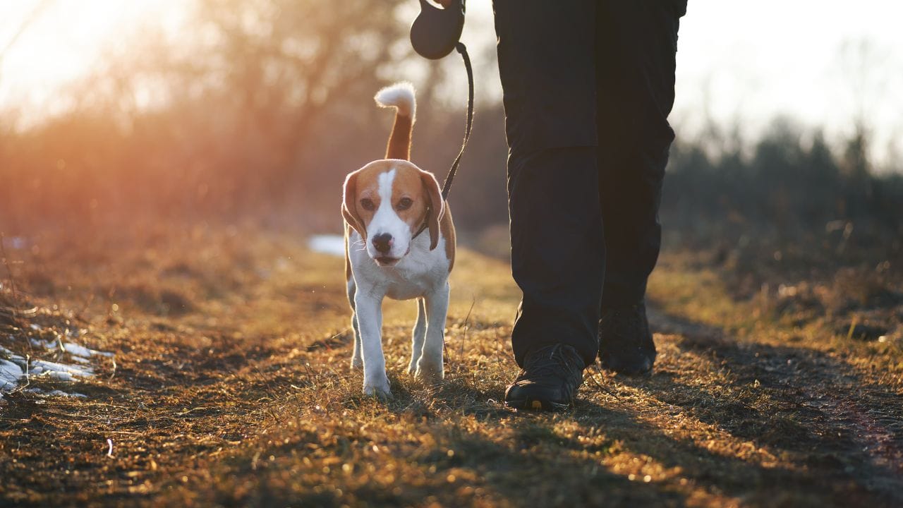 છેલ્લે, નિયમિત કસરત તમારા શ્વાનના માનસિક સ્વાસ્થ્યમાં સુધારો કરે છે. તેને નવા રસ્તાઓ સુંઘવા અને સ્થાનિક વન્યજીવનનું નિરીક્ષણ કરવા જેવી સર્જનાત્મક પ્રવૃત્તિઓનો આનંદ માણવામાં આવશે. અને એ સ્વાભાવિક છે કે તમારા શ્વાન સાથે ગુણવત્તાયુક્ત સમય વિતાવવાથી તેની સાથેનો તમારો સંબંધ મજબૂત બને છે. આનાથી તેનું ભાવનાત્મક સ્વાસ્થ્ય પણ સુધરે છે.