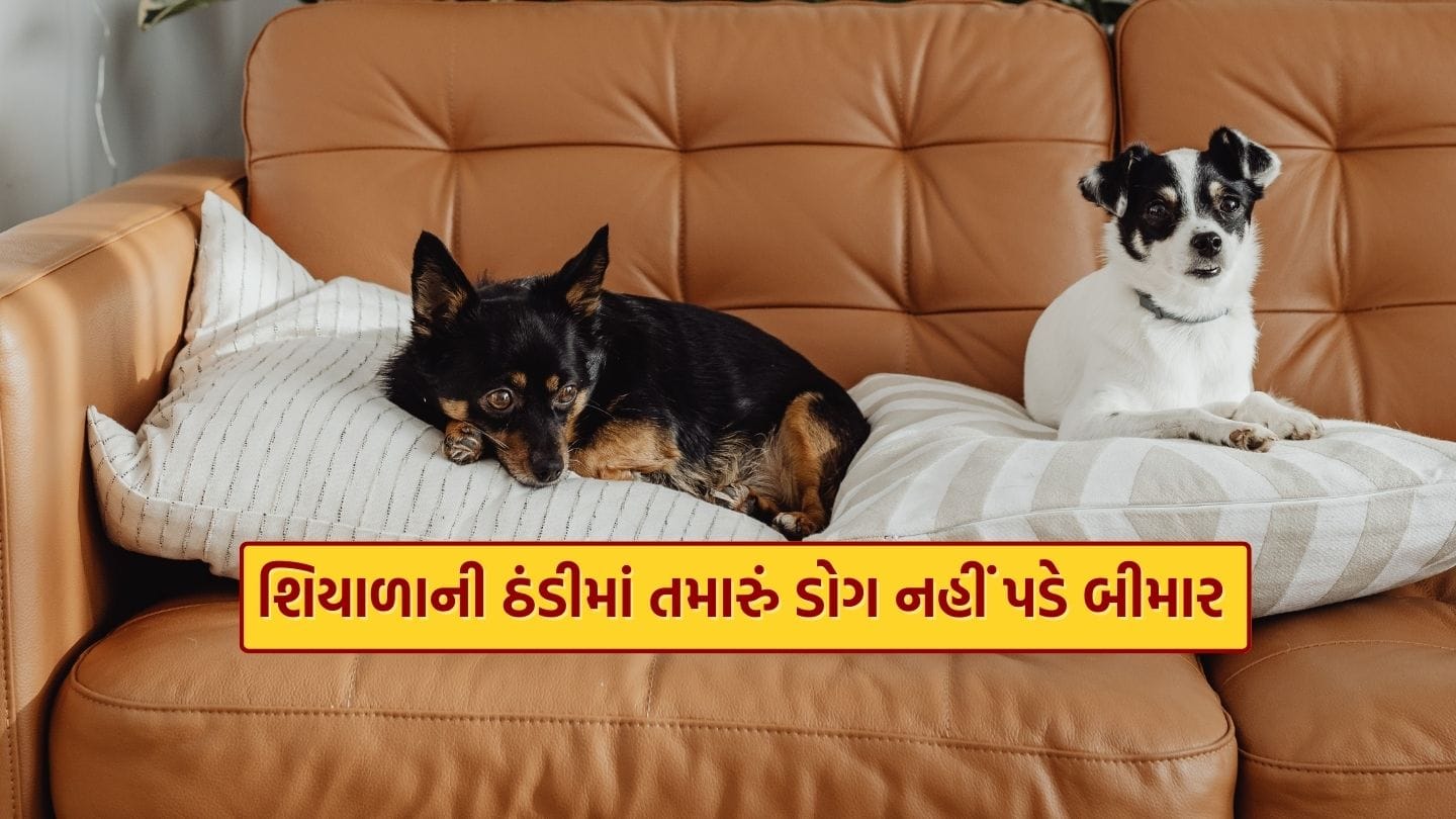 Pet Dog Winter Care: માણસો અને શ્વાન વચ્ચેની મિત્રતા વર્ષોથી ચાલી આવી છે. શ્વાનને વફાદાર મિત્ર માનવામાં આવે છે અને ઘણા શ્વાન પ્રેમીઓ તેમને પરિવારના સભ્ય અથવા બાળકોની જેમ જ સંભાળે છે. શિયાળાની ઋતુ શરૂ થતાં જ પાલતુ શ્વાન માલિકોની ચિંતાઓ વધી જાય છે, કારણ કે આ સમયગાળા દરમિયાન તેમના સ્વાસ્થ્ય પર વિશેષ ધ્યાન આપવાની જરૂર પડે છે. ઠંડા હવામાનમાં થોડી બેદરકારી પણ શ્વાનને બીમાર બનાવી શકે છે.