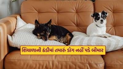 Pet Dog Winter Care: માણસો અને શ્વાન વચ્ચેની મિત્રતા વર્ષોથી ચાલી આવી છે. શ્વાનને વફાદાર મિત્ર માનવામાં આવે છે અને ઘણા શ્વાન પ્રેમીઓ તેમને પરિવારના સભ્ય અથવા બાળકોની જેમ જ સંભાળે છે. શિયાળાની ઋતુ શરૂ થતાં જ પાલતુ શ્વાન માલિકોની ચિંતાઓ વધી જાય છે, કારણ કે આ સમયગાળા દરમિયાન તેમના સ્વાસ્થ્ય પર વિશેષ ધ્યાન આપવાની જરૂર પડે છે. ઠંડા હવામાનમાં થોડી બેદરકારી પણ શ્વાનને બીમાર બનાવી શકે છે.