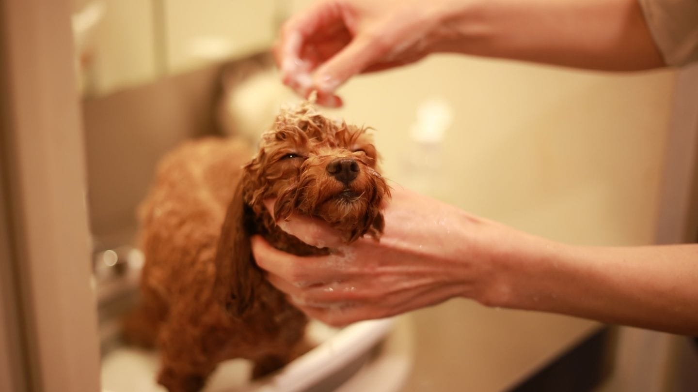 શિયાળામાં પાલતુ શ્વાનને ક્યારેય ઠંડા પાણીથી ન નવડાવવો જોઈએ. હંમેશાં હળવું ગરમ પાણી ઉપયોગમાં લો, નહિતર તેમને ઠંડી લાગી શકે છે. સ્નાન કરતી વખતે ખાસ ધ્યાન રાખો કે તેમના કાનમાં પાણી ન જાય. આ માટે સ્નાન દરમિયાન તેમના કાનમાં રૂ રાખવું એક સરળ અને અસરકારક ઉપાય છે.