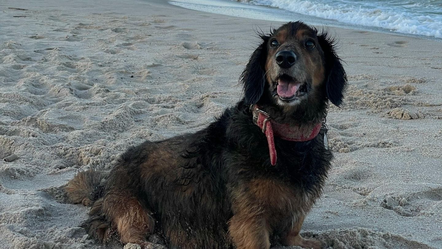 સૂર્યપ્રકાશ જેટલો માણસો માટે જરૂરી છે એટલો જ તમારા પાલતુ માટે પણ મહત્વપૂર્ણ છે. શિયાળાના તડકામાં થોડો સમય તમારા શ્વાનની સાથે વિતાવો અને તેમને સૂર્યસ્નાન કરવાની તક આપો. આ દરમિયાન તમે તેમની સાથે બહાર રમો તો તેમનું મન પણ ખુશ રહેશે અને શરીર પણ તંદુરસ્ત રહેશે.